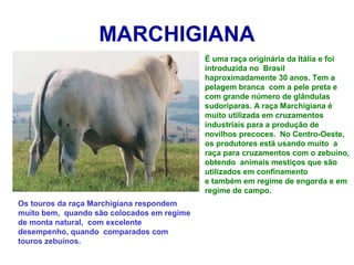 MARCHIGIANA
É uma raça originária da Itália e foi
introduzida no Brasil
haproximadamente 30 anos. Tem a
pelagem branca com a pele preta e
com grande número de glândulas
sudoríparas. A raça Marchigiana é
muito utilizada em cruzamentos
industriais para a produção de
novilhos precoces. No Centro-Oeste,
os produtores estã usando muito a
raça para cruzamentos com o zebuíno,
obtendo animais mestiços que são
utilizados em confinamento
e também em regime de engorda e em
regime de campo.
Os touros da raça Marchigiana respondem
muito bem, quando são colocados em regime
de monta natural, com excelente
desempenho, quando comparados com
touros zebuínos.
 