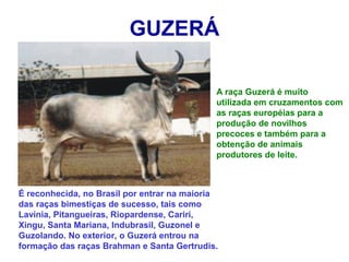 GUZERÁ
A raça Guzerá é muito
utilizada em cruzamentos com
as raças européias para a
produção de novilhos
precoces e também para a
obtenção de animais
produtores de leite.
É reconhecida, no Brasil por entrar na maioria
das raças bimestiças de sucesso, tais como
Lavínia, Pitangueiras, Riopardense, Cariri,
Xingu, Santa Mariana, Indubrasil, Guzonel e
Guzolando. No exterior, o Guzerá entrou na
formação das raças Brahman e Santa Gertrudis.
 