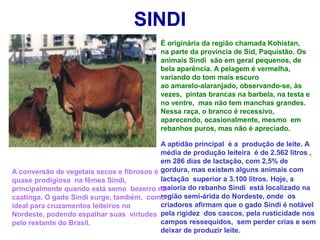 SINDI
É originária da região chamada Kohistan,
na parte da província de Sid, Paquistão. Os
animais Sindi são em geral pequenos, de
bela aparência. A pelagem é vermelha,
variando do tom mais escuro
ao amarelo-alaranjado, observando-se, às
vezes, pintas brancas na barbela, na testa e
no ventre, mas não tem manchas grandes.
Nessa raça, o branco é recessivo,
aparecendo, ocasionalmente, mesmo em
rebanhos puros, mas não é apreciado.
A aptidão principal é a produção de leite. A
média de produção leiteira é de 2.562 litros ,
em 286 dias de lactação, com 2,5% de
gordura, mas existem alguns animais com
lactação superior a 3.100 litros. Hoje, a
maioria do rebanho Sindi está localizado na
região semi-árida do Nordeste, onde os
criadores afirmam que o gado Sindi é notável
pela rigidez dos cascos, pela rusticidade nos
campos ressequidos, sem perder crias e sem
deixar de produzir leite.
A conversão de vegetais secos e fibrosos é
quase prodigiosa na fêmea Sindi,
principalmente quando está semo bezerro na
caatinga. O gado Sindi surge, também, como
ideal para cruzamentos leiteiros no
Nordeste, podendo espalhar suas virtudes
pelo restante do Brasil.
 