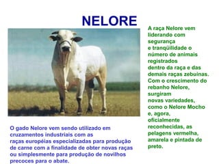 NELORE A raça Nelore vem
liderando com
segurança
e tranqüilidade o
número de animais
registrados
dentro da raça e das
demais raças zebuínas.
Com o crescimento do
rebanho Nelore,
surgiram
novas variedades,
como o Nelore Mocho
e, agora,
oficialmente
reconhecidas, as
pelagens vermelha,
amarela e pintada de
preto.
O gado Nelore vem sendo utilizado em
cruzamentos industriais com as
raças européias especializadas para produção
de carne com a finalidade de obter novas raças
ou simplesmente para produção de novilhos
precoces para o abate.
 