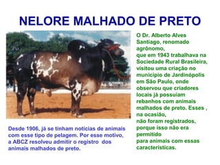 NELORE MALHADO DE PRETO
O Dr. Alberto Alves
Santiago, renomado
agrônomo,
que em 1943 trabalhava na
Sociedade Rural Brasileira,
visitou uma criação no
município de Jardinópolis
em São Paulo, onde
observou que criadores
locais já possuíam
rebanhos com animais
malhados de preto. Esses ,
na ocasião,
não foram registrados,
porque isso não era
permitido
para animais com essas
características.
Desde 1906, já se tinham notícias de animais
com esse tipo de pelagem. Por esse motivo,
a ABCZ resolveu admitir o registro dos
animais malhados de preto.
 