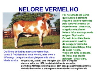 NELORE VERMELHO
Foi no Estado da Bahia
que surgiu o primeiro
rebanho Nelore vermelho
pelo aproveitamento de
reprodutores dessa cor,
surgidos em plantel
Nelore tidos como puro de
origem. O pioneiro
Octavio Ariani Machado
possuía uma novilha
de pelagem vermelha
denominada Itabira, filha
de casal Nelore,
vindo em 1906 de Madre,
na Índia, que era de
pelagem cinza-claro.
Os filhos de Itabira nasciam vermelhos,
como é freqüente na raça Nelore, mas com a
diferença de que a coloração persistia até a
idade adulta. Originou-se, assim, uma linhagem que, com a chegada
da vaca Índia, em 1930, também totalmente vermelha,
permitiu a formação de um plantel com essa pelagem fixada através
de trabalho seletivo e emprego conveniente da consangüinidade
 