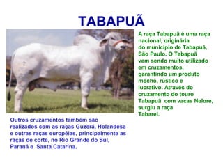 TABAPUÃ
A raça Tabapuã é uma raça
nacional, originária
do município de Tabapuã,
São Paulo. O Tabapuã
vem sendo muito utilizado
em cruzamentos,
garantindo um produto
mocho, rústico e
lucrativo. Através do
cruzamento do touro
Tabapuã com vacas Nelore,
surgiu a raça
Tabarel.
Outros cruzamentos também são
realizados com as raças Guzerá, Holandesa
e outras raças européias, principalmente as
raças de corte, no Rio Grande do Sul,
Paraná e Santa Catarina.
 
