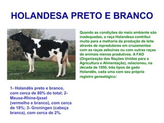 HOLANDESA PRETO E BRANCO
Quando as condições do meio ambiente são
inadequadas, a raça Holandesa contribui
muito para a melhoria da produção de leite
através de reprodutores em cruzamentos
com as raças zebuínas ou com outras raças
de animais menos produtivos. A FAO
(Organização das Nações Unidas para a
Agricultura e Alimentação), relacionou, na
década de 1950, três tipos de gado
Holandês, cada uma com seu próprio
registro genealógico:
1- Holandês preto e branco,
com cerca de 80% do total; 2-
Meuse-Rhine-Ijssel
(vermelho e branco), com cerca
de 18%; 3- Groningen (cabeça
branca), com cerca de 2%.
 