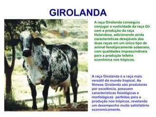 GIROLANDA
A raça Girolanda conseguiu
conjugar a rusticidade da raça Gir
com a produção da raça
Holandesa, adicionando ainda
características desejáveis das
duas raças em um único tipo de
animal fenotipicamente soberano,
com qualidades imprescindíveis
para a produção leiteira
econômica nos trópicos.
A raça Girolanda é a raça mais
versátil do mundo tropical. As
fêmeas Girolando são produtoras
por excelência, possuem
características fisiológicas e
morfológicas perfeitas para a
produção nos trópicos, revelando
um desempenho muito satisfatório
economicamente.
 