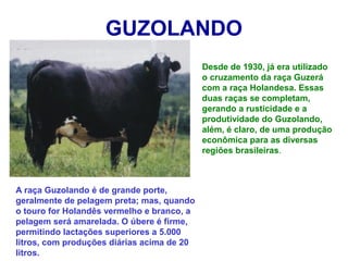 GUZOLANDO
Desde de 1930, já era utilizado
o cruzamento da raça Guzerá
com a raça Holandesa. Essas
duas raças se completam,
gerando a rusticidade e a
produtividade do Guzolando,
além, é claro, de uma produção
econômica para as diversas
regiões brasileiras.
A raça Guzolando é de grande porte,
geralmente de pelagem preta; mas, quando
o touro for Holandês vermelho e branco, a
pelagem será amarelada. O úbere é firme,
permitindo lactações superiores a 5.000
litros, com produções diárias acima de 20
litros.
 