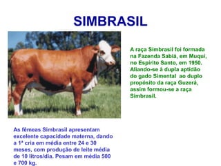 SIMBRASIL
A raça Simbrasil foi formada
na Fazenda Sabiá, em Muqui,
no Espírito Santo, em 1950.
Aliando-se à dupla aptidão
do gado Simental ao duplo
propósito da raça Guzerá,
assim formou-se a raça
Simbrasil.
As fêmeas Simbrasil apresentam
excelente capacidade materna, dando
a 1ª cria em média entre 24 e 30
meses, com produção de leite média
de 10 litros/dia. Pesam em média 500
e 700 kg.
 