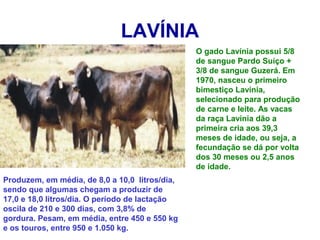 LAVÍNIA
O gado Lavínia possui 5/8
de sangue Pardo Suíço +
3/8 de sangue Guzerá. Em
1970, nasceu o primeiro
bimestiço Lavínia,
selecionado para produção
de carne e leite. As vacas
da raça Lavínia dão a
primeira cria aos 39,3
meses de idade, ou seja, a
fecundação se dá por volta
dos 30 meses ou 2,5 anos
de idade.
Produzem, em média, de 8,0 a 10,0 litros/dia,
sendo que algumas chegam a produzir de
17,0 e 18,0 litros/dia. O período de lactação
oscila de 210 e 300 dias, com 3,8% de
gordura. Pesam, em média, entre 450 e 550 kg
e os touros, entre 950 e 1.050 kg.
 