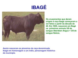 IBAGÉ
Os cruzamentos que deram
origem à raça Ibagé começaram a
ser feitos a partir da década de
40. Em 1955, nasceram em Bagé
os primeiros animais 5/8 de
sangue Aberdeen Angus + 3/8 de
sangue Nelore.
Assim nasceram os pioneiros da raça denominada
Ibagé em homenagem a um índio, personagem histórico
do município.
 