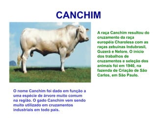 CANCHIM
A raça Canchim resultou do
cruzamento da raça
européia Charolesa com as
raças zebuínas Indubrasil,
Guzerá e Nelore. O início
dos trabalhos de
cruzamentos e seleção dos
animais foi em 1940, na
fazenda de Criação de São
Carlos, em São Paulo.
O nome Canchim foi dado em função a
uma espécie de árvore muito comum
na região. O gado Canchim vem sendo
muito utilizado em cruzamentos
industriais em todo país.
 
