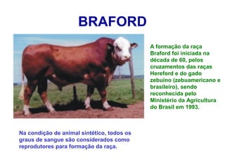 BRAFORD
A formação da raça
Braford foi iniciada na
década de 60, pelos
cruzamentos das raças
Hereford e do gado
zebuíno (zebuamericano e
brasileiro), sendo
reconhecida pelo
Ministério da Agricultura
do Brasil em 1993.
Na condição de animal sintético, todos os
graus de sangue são considerados como
reprodutores para formação da raça.
 