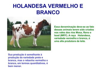 HOLANDESA VERMELHO E
BRANCO
Essa denominação deve-se ao fato
desses animais terem sido criados
nos vales dos rios Mosa, Reno e
Issel (MRY). A raça Holandesa,
variedade vermelho e branco, é
uma alta produtora de leite.
Sua produção é semelhante à
produção da variedade preto e
branco, mas o rebanho vermelho e
branco, em termos quantitativos, é
bem menor.
 