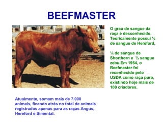 BEEFMASTER
O grau de sangue da
raça é desconhecido.
Teoricamente possui ¼
de sangue de Hereford,
¼ de sangue de
Shorthorn e ½ sangue
zebu.Em 1954, o
Beefmaster foi
reconhecido pelo
USDA como raça pura,
existindo hoje mais de
100 criadores.
Atualmente, somam mais de 7.000
animais, ficando atrás no total de animais
registrados apenas para as raças Angus,
Hereford e Simental.
 