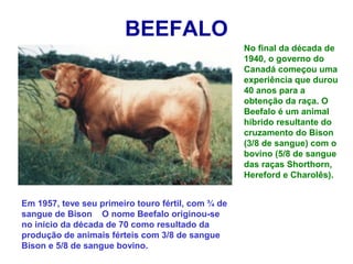 BEEFALO
No final da década de
1940, o governo do
Canadá começou uma
experiência que durou
40 anos para a
obtenção da raça. O
Beefalo é um animal
híbrido resultante do
cruzamento do Bison
(3/8 de sangue) com o
bovino (5/8 de sangue
das raças Shorthorn,
Hereford e Charolês).
Em 1957, teve seu primeiro touro fértil, com ¾ de
sangue de Bison O nome Beefalo originou-se
no início da década de 70 como resultado da
produção de animais férteis com 3/8 de sangue
Bison e 5/8 de sangue bovino.
 