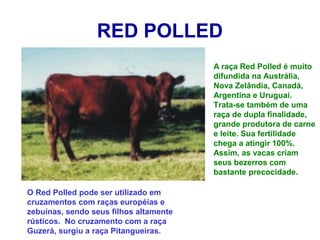 RED POLLED
A raça Red Polled é muito
difundida na Austrália,
Nova Zelândia, Canadá,
Argentina e Uruguai.
Trata-se também de uma
raça de dupla finalidade,
grande produtora de carne
e leite. Sua fertilidade
chega a atingir 100%.
Assim, as vacas criam
seus bezerros com
bastante precocidade.
O Red Polled pode ser utilizado em
cruzamentos com raças européias e
zebuínas, sendo seus filhos altamente
rústicos. No cruzamento com a raça
Guzerá, surgiu a raça Pitangueiras.
 