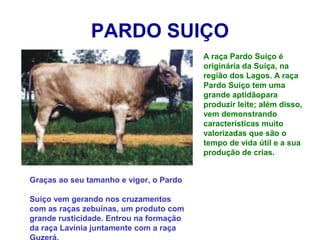 PARDO SUIÇO
A raça Pardo Suiço é
originária da Suíça, na
região dos Lagos. A raça
Pardo Suíço tem uma
grande aptidãopara
produzir leite; além disso,
vem demonstrando
características muito
valorizadas que são o
tempo de vida útil e a sua
produção de crias.
Graças ao seu tamanho e vigor, o Pardo
Suíço vem gerando nos cruzamentos
com as raças zebuínas, um produto com
grande rusticidade. Entrou na formação
da raça Lavínia juntamente com a raça
 