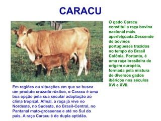 CARACU
O gado Caracu
constitui a raça bovina
nacional mais
aperfeiçoada.Descende
de bovinos
portugueses trazidos
no tempo do Brasil
Colônia. Portanto, é
uma raça brasileira de
origem européia,
formada pela mistura
de diversos gados
ibéricos nos séculos
XVI e XVII.Em regiões ou situações em que se busca
um produto cruzado rústico, o Caracu é uma
boa opção pela sua secular adaptação ao
clima tropical. Afinal, a raça já vive no
Nordeste, no Sudeste, no Brasil-Central, no
Pantanal mato-grossense e até no Sul do
país. A raça Caracu é de dupla aptidão.
 