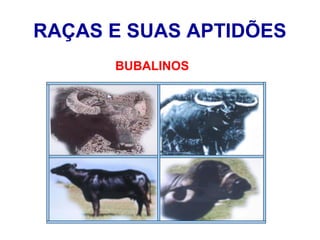 RAÇAS E SUAS APTIDÕES
BUBALINOS
 
