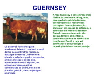 GUERNSEY
A raça Guernsey é considerada mais
rústica do que a raça Jersey, mas,
para produzir satisfatoriamente
economicamente, requer boas
pastagens, boa suplementação
alimentar, em épocas de estiagem, e
sobretudo um manejo adequado.
Quando esses animais não são
adequadamente alimentados,
conforme acontece na maioria das
criações no Brasil, a raça vai
definhando e sua produção e
reprodução deixam muito a desejar.Os bezerros não conseguem
um desenvolvimento ponderal normal
dentro dos parâmetros raciais. A
utilização de touros Guernsey em
rebanhos zebuínos produz excelentes
animais mestiços, sendo que,
nocruzamento com a raça Gir, os
animais apresentam ótima
conformação de úbere, mesmo na
primeira geração, além de pelagem
amarelada
 