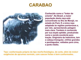 CARABAO
Conhecido como o "trator do
oriente". No Brasil, a maior
população desta raça está
concentrada na Ilha de Marajó, no
estado do Pará. É a única raça
adaptada às regiões pantanosas e,
por isto, apresentando pelagem
mais clara. Também é conhecido
por sua dupla aptidão, produzindo
carne e sendo excelente para
tração. Originário da Indochina, tem
a cabeça triangular, chifres grandes
e pontiagudos, voltados para cima,
e porte médio.
Tipo: conformação própria do tipo morfo-fisiológica, de corte, além de incluir
exigências de aprumos normais, com cascos fortes e bem conformados.
 