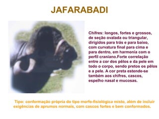JAFARABADI
Chifres: longos, fortes e grossos,
de seção ovalada ou triangular,
dirigidos para trás e para baixo,
com curvatura final para cima e
para dentro, em harmonia com o
perfil craniano.Forte correlação
entre a cor dos pêlos e da pele em
todo o corpo, sendo pretos os pêlos
e a pele. A cor preta estende-se
também aos chifres, cascos,
espelho nasal e mucosas.
Tipo: conformação própria do tipo morfo-fisiológica misto, além de incluir
exigências de aprumos normais, com cascos fortes e bem conformados.
 