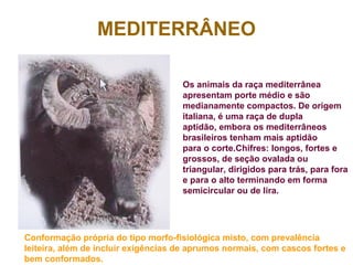 MEDITERRÂNEO
Os animais da raça mediterrânea
apresentam porte médio e são
medianamente compactos. De origem
italiana, é uma raça de dupla
aptidão, embora os mediterrâneos
brasileiros tenham mais aptidão
para o corte.Chifres: longos, fortes e
grossos, de seção ovalada ou
triangular, dirigidos para trás, para fora
e para o alto terminando em forma
semicircular ou de lira.
Conformação própria do tipo morfo-fisiológica misto, com prevalência
leiteira, além de incluir exigências de aprumos normais, com cascos fortes e
bem conformados.
 