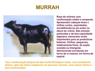 MURRAH
Raça de animais com
conformação média e compacta.
Apresentam cabeças leves e
chifres curtos, espiralados,
enrodilhando-se em anéis na
altura do crânio. São animais
profundos e de boa capacidade
digestiva, elementos muito
importantes para as produtoras
leiteiras. Chifres: pequenos,
relativamente finos, de seção
ovulada ou triangular,
descrevendo curvaturas em
torno de si mesmo, em forma de
espiral.
Tipo: conformação própria do tipo morfo-fisiológica misto, com prevalência
leiteira, além de incluir exigências de aprumos normais, com cascos fortes e
bem conformados.
 