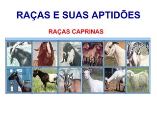 RAÇAS E SUAS APTIDÕES
RAÇAS CAPRINAS
 