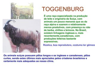 TOGGENBURG
É uma raça especializada na produção
de leite e originária da Suíça, com
animais um pouco menores que os da
raça alpina e saanem e relativamente
menos produtivos, com presença ou não
de barba, chifres e brincos. No Brasil,
existem linhagens inglesas e, mais
recentemente,canadenses, com
produções leiteiras bastante
expressivas.
Os animais suíços possuem pêlos longos e os ingleses e canadenses, pêlos
curtos, sendo estes últimos mais apreciados pelos criadores brasileiros e
certamente mais adequados ao nosso clima.
Rústica, boa reprodutora, costuma ter gêmeos
 