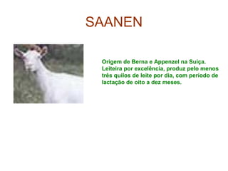 SAANEN
Origem de Berna e Appenzel na Suiça.
Leiteira por excelência, produz pelo menos
três quilos de leite por dia, com período de
lactação de oito a dez meses.
 