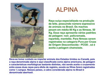 ALPINA
Raça suíça especializada na produção
de leite, possuindo número expressivo
de animais no Brasil. Os machos
pesam em média 80 Kg e as fêmeas, 50
Kg. Essa raça apresenta vários padrões
de pelagem: noir, policromada,
repartida, mantelée. Para fêmeas serem
registradas na categoria Pura por Cruza
de Origem Desconhecida - PCOD , só é
aceita a pelagem chamoisée.
Deve-se tomar cuidado ao importar animais dos Estados Unidos ou Canadá, pois
a raça denominada alpina é aqui classificada como alpina americana, de pelagem
e características morfológicas bastante distintas, não sendo aceito o cruzamento
entre essas duas raças para efeito de registro, exceto os filhos forem registrados
como ½ sangue. Nesses países, a cabra considerada alpina no Brasil é
denominada oberhasli.
 