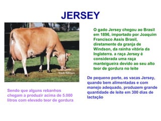 JERSEY
O gado Jersey chegou ao Brasil
em 1896, importado por Joaquim
Francisco Assis Brasil,
diretamente da granja de
Windson, da rainha vitória da
Inglaterra. a raça Jersey é
considerada uma raça
manteigueira devido ao seu alto
teor de gordura no leite
De pequeno porte, as vacas Jersey,
quando bem alimentadas e com
manejo adequado, produzem grande
quantidade de leite em 300 dias de
lactação
Sendo que alguns rebanhos
chegam a produzir acima de 5.000
litros com elevado teor de gordura
 