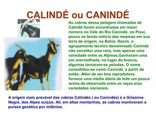 CALINDÉ ou CANINDÉ
As cabras dessa pelagem chamadas de
Calindé foram encontradas em maior
número no Vale do Rio Canindé, no Piauí,
pouco se tendo notícia das mesmas em sua
terra de origem, na Bahia. Assim, o
agrupamento técnico denominado Canindé
não constitui uma raca, mas apenas uma
variedade entre as Alpinas.Ganharam uma
cor avermelhada, no lugar do branco,
algumas tornaram-se peludas. O nome
consolidou-se como Canindé, a partir de
então. Além de ser boa reprodutora,
fornece uma média diária de leite um pouco
acima da observada entre as raças e/ou
variedades nacionais.
A origem mais provável das cabras Calindés ( ou Canindés) é a Grisonne
Negra, dos Alpes suiços. Alí, em altas montanhas, as cabras mantiveram a
pureza genética por milênios.
 