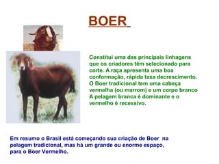 BOER
Constitui uma das principais linhagens
que os criadores têm selecionado para
corte. A raça apresenta uma boa
conformação, rápida taxa decrescimento.
O Boer tradicional tem uma cabeça
vermelha (ou marrom) e um corpo branco
A pelagem branca é dominante e o
vermelho é recessivo.
Em resumo o Brasil está começando sua criação de Boer na
pelagem tradicional, mas há um grande ou enorme espaço,
para o Boer Vermelho.
 