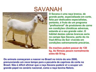 SAVANAH
O Savana é uma raça branca, de
grande porte, especializada em corte,
feita por dedicados especialistas,
portanto, é fruto de um programa
"profissional" de produtores de carne
em condições climáticas adversas,
estando aí o seu grande valor. O
hábitat destas cabras brancas seria
no campo tipo Savana, perto do rio
Vaal-Africa do Sul- vivendo em
condições extremamente precárias.
Os animais começaram a nascer no Brasil no início do ano 2000,
prenunciando um novo tempo para a pecuária de caprinos de corte no
Brasil. Não é difícil afirmar que a raça Savana poderá vir a ocupar um
grande papel no cenário nacional, como a raça bovina Nelore.
Os machos podem passar de 130
kg. As fêmeas pesam normalmente
entre 60-70 kg .
 