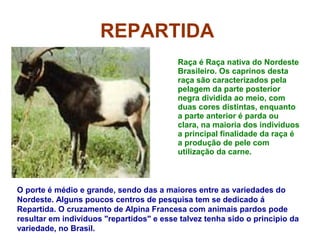 REPARTIDA
Raça é Raça nativa do Nordeste
Brasileiro. Os caprinos desta
raça são caracterizados pela
pelagem da parte posterior
negra dividida ao meio, com
duas cores distintas, enquanto
a parte anterior é parda ou
clara, na maioria dos indivíduos
a principal finalidade da raça é
a produção de pele com
utilização da carne.
O porte é médio e grande, sendo das a maiores entre as variedades do
Nordeste. Alguns poucos centros de pesquisa tem se dedicado á
Repartida. O cruzamento de Alpina Francesa com animais pardos pode
resultar em indivíduos "repartidos" e esse talvez tenha sido o principio da
variedade, no Brasil.
 