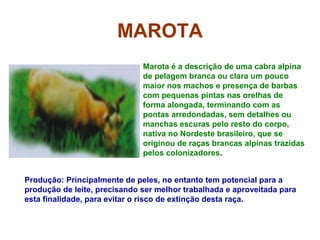 MAROTA
Marota é a descrição de uma cabra alpina
de pelagem branca ou clara um pouco
maior nos machos e presença de barbas
com pequenas pintas nas orelhas de
forma alongada, terminando com as
pontas arredondadas, sem detalhes ou
manchas escuras pelo resto do corpo,
nativa no Nordeste brasileiro, que se
originou de raças brancas alpinas trazidas
pelos colonizadores.
Produção: Principalmente de peles, no entanto tem potencial para a
produção de leite, precisando ser melhor trabalhada e aproveitada para
esta finalidade, para evitar o risco de extinção desta raça.
 