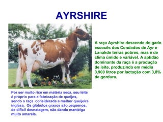 AYRSHIRE
A raça Ayrshire descende do gado
escocês dos Condados de Ayr e
Lanakde terras pobres, mas é de
clima úmido e variável. A aptidão
dominante da raça é a produção
de leite, produzindo em média
3.900 litros por lactação com 3,8%
de gordura.
Por ser muito rico em matéria seca, seu leite
é próprio para a fabricação de queijos,
sendo a raça considerada a melhor queijeira
inglesa. Os glóbulos graxos são pequenos,
de difícil desnatagem, não dando manteiga
muito amarela.
 