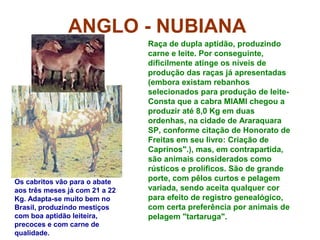 ANGLO - NUBIANA
Raça de dupla aptidão, produzindo
carne e leite. Por conseguinte,
dificilmente atinge os níveis de
produção das raças já apresentadas
(embora existam rebanhos
selecionados para produção de leite-
Consta que a cabra MIAMI chegou a
produzir até 8,0 Kg em duas
ordenhas, na cidade de Araraquara
SP, conforme citação de Honorato de
Freitas em seu livro: Criação de
Caprinos".), mas, em contrapartida,
são animais considerados como
rústicos e prolíficos. São de grande
porte, com pêlos curtos e pelagem
variada, sendo aceita qualquer cor
para efeito de registro genealógico,
com certa preferência por animais de
pelagem "tartaruga".
Os cabritos vão para o abate
aos três meses já com 21 a 22
Kg. Adapta-se muito bem no
Brasil, produzindo mestiços
com boa aptidão leiteira,
precoces e com carne de
qualidade.
 