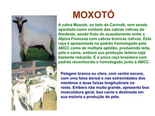 MOXOTÓ
Pelagem branca ou clara, com ventre escuro,
com uma faixa dorsal e nas extremidades dos
membros e duas faixas longitudinais no
rosto. Embora não muito grande, apresenta boa
musculatura geral, boa carne e destinada em
sua maioria a produção de pele.
A cabra Moxotó, ao lado da Canindé, vem sendo
apontada como símbolo das cabras nativas do
Nordeste, sendo fruto do acasalamento entre a
Alpina Francesa com cabras brancas nativas. Esta
raça é apresentada no padrão homologado pela
ABCC como de múltipla aptidão, produzindo leite,
pele e carne, embora sua produção leiteira seja
bastante reduzida. É a única raça brasileira com
padrão reconhecido e homologado junto à ABCC.
 