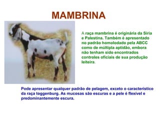 MAMBRINA
A raça mambrina é originária da Síria
e Palestina. Também é apresentado
no padrão homolodado pela ABCC
como de múltipla aptidão, embora
não tenham sido encontrados
controles oficiais de sua produção
leiteira.
Pode apresentar qualquer padrão de pelagem, exceto o característico
da raça toggenburg. As mucosas são escuras e a pele é flexível e
predominantemente escura.
 