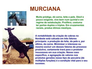 MURCIANA
Muito pródiga, dá carne, leite e pele. Dócil e
pouco exigente, vive bem num quintal e em
regime de estabulação. Prolífera, costuma
ter partos duplos e triplos. Em cruzamentos
raciais, produz ótimos mestiços.
A rentabilidade da criação de cabras no
Nordeste está calcada em três fatores
principais: a produção do leite, da pele e, por
último, da carne. Minimizar o interesse ou
mesmo excluir um desses fatores do processo
produtivo, certamente trará para o produtor
insucessos em sua criação. Nesse caso
específico, a agregação de valores nos
produtos gerados nesse tipo de pecuária (de
múltiplas funções) é a condição vital para o seu
sucesso.
 