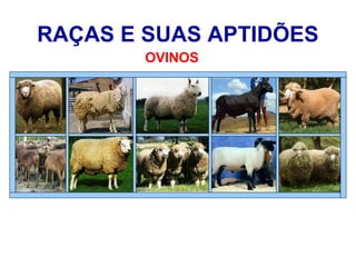 RAÇAS E SUAS APTIDÕES
OVINOS
 