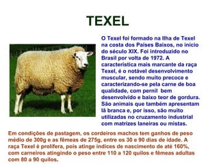 TEXEL
O Texel foi formado na Ilha de Texel
na costa dos Países Baixos, no início
do século XIX. Foi introduzido no
Brasil por volta de 1972. A
característica mais marcante da raça
Texel, é o notável desenvolvimento
muscular, sendo muito precoce e
caracterizando-se pela carne de boa
qualidade, com pernil bem
desenvolvido e baixo teor de gordura.
São animais que também apresentam
lã branca e, por isso, são muito
utilizadas no cruzamento industrial
com matrizes laneiras ou mistas.
Em condições de pastagem, os cordeiros machos tem ganhos de peso
médio de 300g e as fêmeas de 275g, entre os 30 e 90 dias de idade. A
raça Texel é prolífera, pois atinge índices de nascimento de até 160%,
com carneiros atingindo o peso entre 110 a 120 quilos e fêmeas adultas
com 80 a 90 quilos.
 