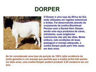 DORPER
O Dorper é uma raça da África do Sul,
sedo utilizadas em regiões extensivas
e áridas. Foi desenvolvida através do
cruzamento da ovelha Blackhead
Persian com o Dorset Horn Dorper,
sendo uma raça produtora de carne,
entretanto, suas exigências
nutricionais não são tão altas. Muito
embora, sob condições de boas
pastagens e manejo adequado, a
ovelha Dorper pode parir três vezes
em dois anos.
Se for considerada uma taxa de parição de 150% (alta incidência de
parto gemelar) e um manejo que permita que a ovelha tenha três partos
em dois anos, uma ovelha Dorper poderá produzir 2,25 cordeiros em um
ano.
 