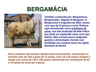BERGAMÁCIA
Também conhecida por: Bergamasca,
Bergamasker, Gigante di Bergamo. A
Bergamácia é originária da Itália, sendo
uma raça de lã grossa e curta. Embora
seja considerada como produtora de
carne, sua alta produção de leite indica
que pode ser explorada como uma raça
leiteira. São animais pouco exigentes
quanto à alimentação vivendo com
facilidade nos campos secos da região
Nordeste do Brasil.
Seus cordeiros apresentam rápidos desenvolvimentos, alcançando no
primeiro mês de vida o peso de 12 quilos. Com 18 a 24 meses chegam a
atingir com cerca de 130 a 140 quilos, oferecendo um rendimento de 65
a 70 quilos de carne por cabeça.
 