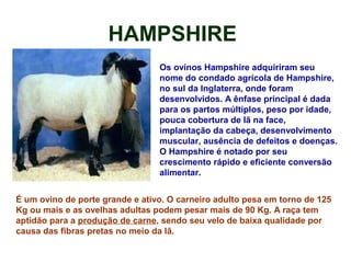 HAMPSHIRE
Os ovinos Hampshire adquiriram seu
nome do condado agrícola de Hampshire,
no sul da Inglaterra, onde foram
desenvolvidos. A ênfase principal é dada
para os partos múltiplos, peso por idade,
pouca cobertura de lã na face,
implantação da cabeça, desenvolvimento
muscular, ausência de defeitos e doenças.
O Hampshire é notado por seu
crescimento rápido e eficiente conversão
alimentar.
É um ovino de porte grande e ativo. O carneiro adulto pesa em torno de 125
Kg ou mais e as ovelhas adultas podem pesar mais de 90 Kg. A raça tem
aptidão para a produção de carne, sendo seu velo de baixa qualidade por
causa das fibras pretas no meio da lã.
 