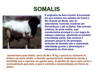 SOMALIS
É originária da Ásia Central. Encontrada
em sua maioria nos estados do Ceará e
Rio Grande do Norte, vem se
estendendo, havendo criadores em
Pernambuco e até na Bahia. São animais
rústicos, de porte médio, cuja
característica principal é a cor negra da
cabeça e pescoço, admitindo-se também
a tonalidade parda. São mochos e
possuem pouca lã. Os principais
atributos do Somalis são a rusticidade,
sobriedade quanto a alimentação e
adequação ao clima seco.
Apresentam porte médio, cerca de 60 a 70 kg, e pouca ou nenhuma lã.
Embora de porte médio, o Somalis apresenta bom rendimento devido á
facilidade que a raça tem em ganhar peso. A aptidão da raça é para carne e
eventualmente para pele, a qual é extraída e comercializada em forma de
pelica.
 