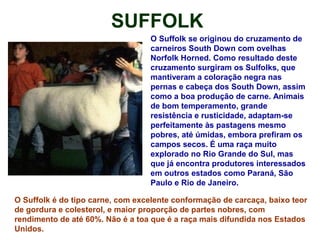 SUFFOLK
O Suffolk se originou do cruzamento de
carneiros South Down com ovelhas
Norfolk Horned. Como resultado deste
cruzamento surgiram os Sulfolks, que
mantiveram a coloração negra nas
pernas e cabeça dos South Down, assim
como a boa produção de carne. Animais
de bom temperamento, grande
resistência e rusticidade, adaptam-se
perfeitamente às pastagens mesmo
pobres, até úmidas, embora prefiram os
campos secos. É uma raça muito
explorado no Rio Grande do Sul, mas
que já encontra produtores interessados
em outros estados como Paraná, São
Paulo e Rio de Janeiro.
O Suffolk é do tipo carne, com excelente conformação de carcaça, baixo teor
de gordura e colesterol, e maior proporção de partes nobres, com
rendimento de até 60%. Não é a toa que é a raça mais difundida nos Estados
Unidos.
 