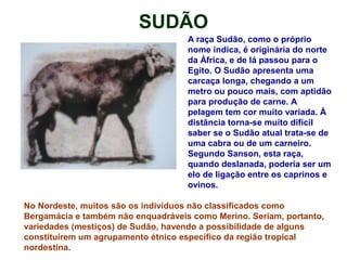 SUDÃO
A raça Sudão, como o próprio
nome indica, é originária do norte
da África, e de lá passou para o
Egito. O Sudão apresenta uma
carcaça longa, chegando a um
metro ou pouco mais, com aptidão
para produção de carne. A
pelagem tem cor muito variada. À
distância torna-se muito difícil
saber se o Sudão atual trata-se de
uma cabra ou de um carneiro.
Segundo Sanson, esta raça,
quando deslanada, poderia ser um
elo de ligação entre os caprinos e
ovinos.
No Nordeste, muitos são os indivíduos não cIassificados como
Bergamácia e também não enquadráveis como Merino. Seriam, portanto,
variedades (mestiços) de Sudão, havendo a possibilidade de alguns
constituírem um agrupamento étnico específico da região tropical
nordestina.
 